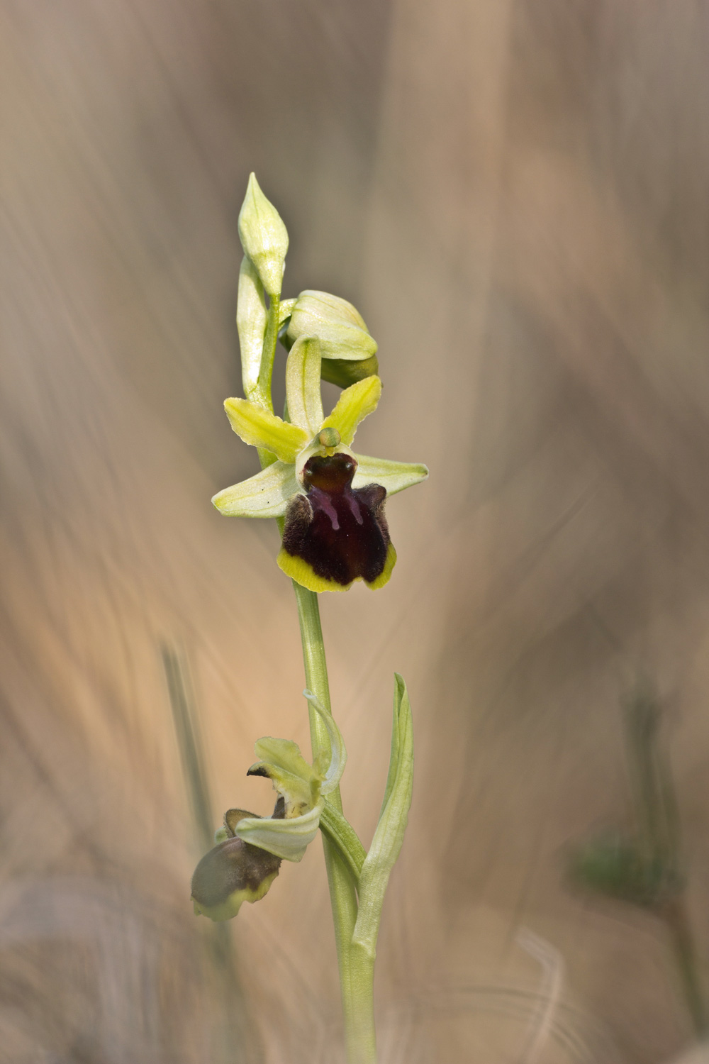 Ophrys sphegodes subsp. sphegodes Mill. -